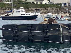 Isles of Scilly walrus pontoon