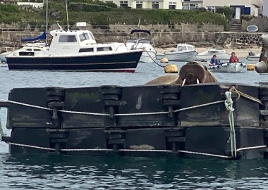 Isles of Scilly walrus pontoon