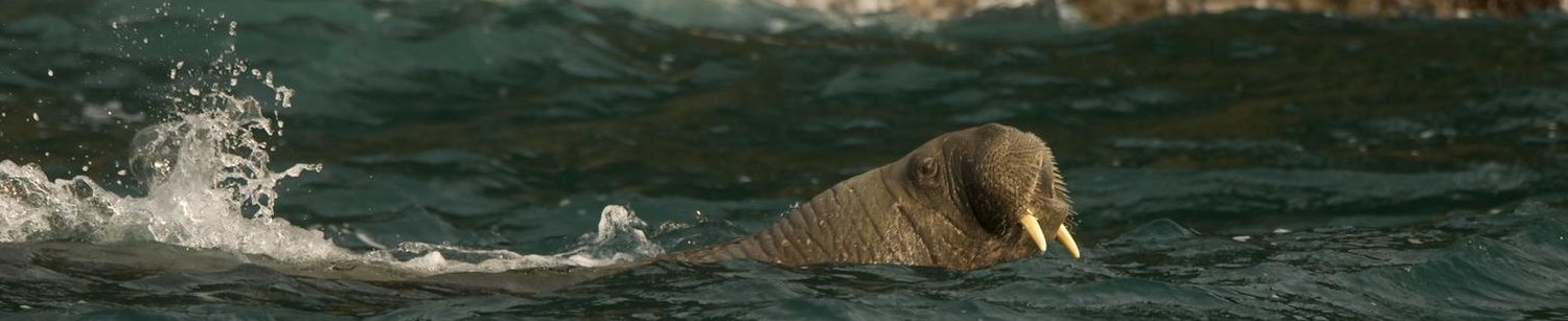Walrus swimming in Padstow