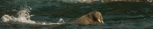 Walrus swimming in Padstow
