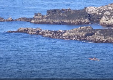 Offshore haul out with 18 seals hauled our resting