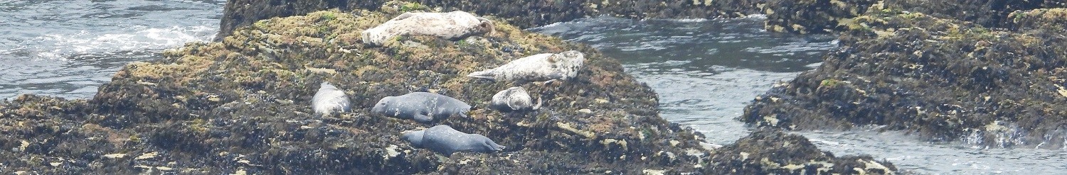Offshore seal haul out on a typical day when a government minister comes to visit - pregnant females, entanglement and disturbance.
