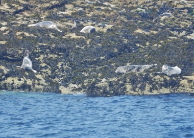 As the watercraft approaches at speed the seals are alerted by the sound of its engine. Uncertain and worried, they move towards the safety of the sea.