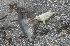 Seal mums and pup need our help