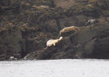 Sensitive seal haul out site