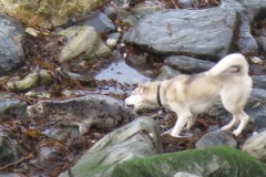 Seal disturbance and injury by dog