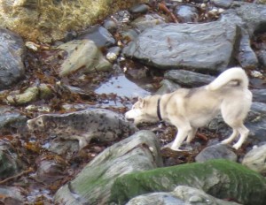 Seal disturbance and injury by dog