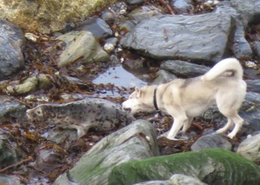 Seal disturbance and injury by dog