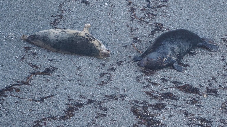 Beachmaster grey seal