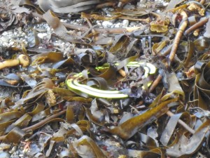 Flying ring washed up on a beach and trapped in kelp