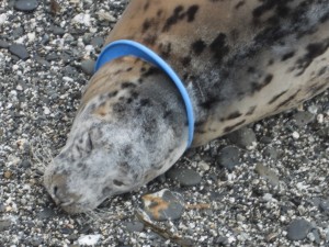Spotty young seal with a blue flying ring trapped around her neck