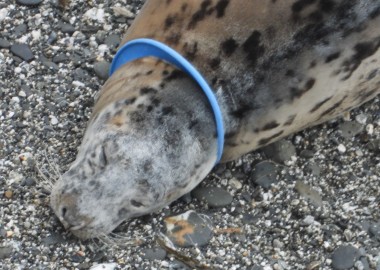 Spotty young seal with a blue flying ring trapped around her neck