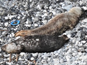 Photo of blue flying ring within a few feet of 2 sleeping brown male seals
