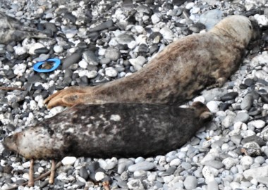 Photo of blue flying ring within a few feet of 2 sleeping brown male seals