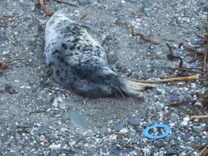 Photo of spotty female seal lying within 3 feet of a blue flying ring
