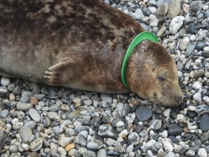 Dark brown young seal with a green flying ring caught around his neck
