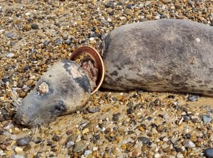 Distressing photo of a dead adult female seals decomposing on a beach with a plastic flying ring still around its neck