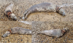 Distressing photo of a dead adult female seals decomposing on a beach with a plastic flying ring still around its neck