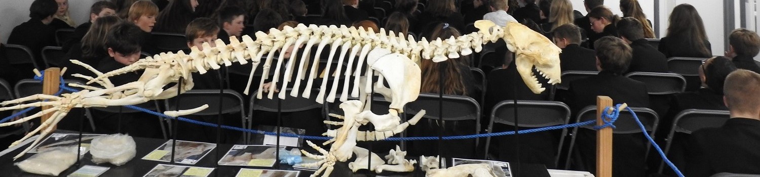 Photo showing our seal skeleton at a session about future marine conservation