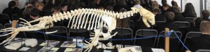 Photo showing our seal skeleton at a session about future marine conservation