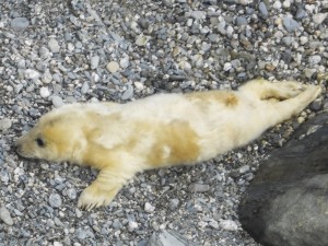Photo of a new born grey seal pup