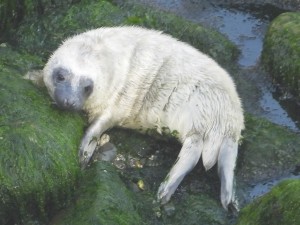 Photo of quite fat grey seal pup starting to lose it long white fur