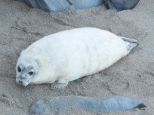 Photo of very fat white coated grey seal pup