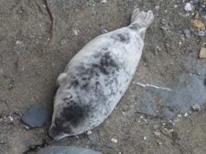 A photo of a 3 week old seal pup who has lost all its long white fur