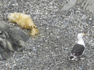 Photo of day old seal pup with a natural predator - a Greater Black backed gull gull