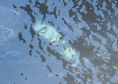 Photo of dead seal pup just floating under the surface of the sea