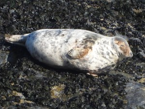 Photo of sleeping adult female grey seals