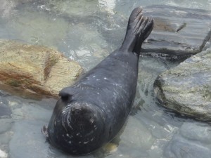 Photo of sleeping adult male grey seal