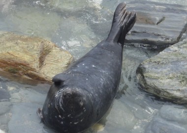 Photo of sleeping adult male grey seal