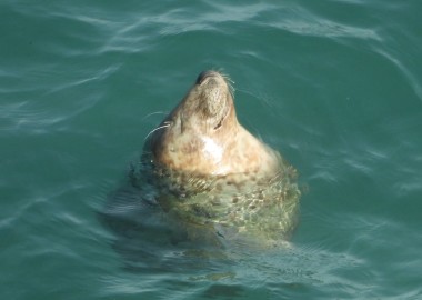 Photo of juvenile seal bottling in a calm sea
