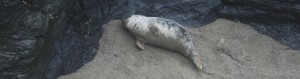 Photo of moulted grey seal pup next to a rocky cliff