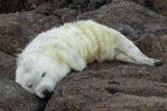 Photo of day old white coated grey seal pup