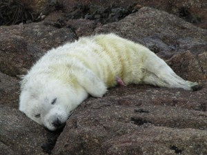 Photo of day old white coated grey seal pup