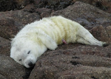 Photo of day old white coated grey seal pup