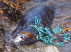 Photo of juvenile male grey seal rescued from trawl net