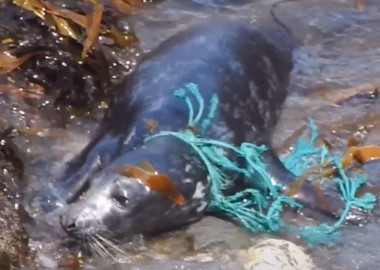 Photo of juvenile male grey seal rescued from trawl net