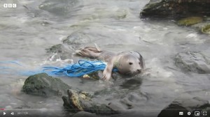 Photo of young seal entangled in gill net