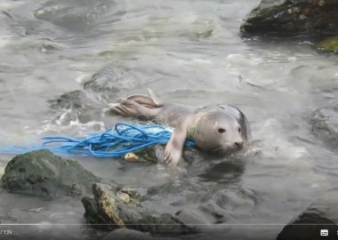 Photo of young seal entangled in gill net