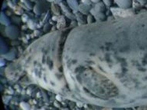 A photo of adult female grey seal Lywans