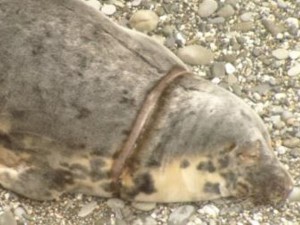 A photo of adult female grey seal Lywans from recent identification
