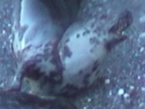 A photo of adult female grey seal Lywans in 2000