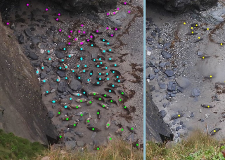 Photo of seal count before and after haul storm