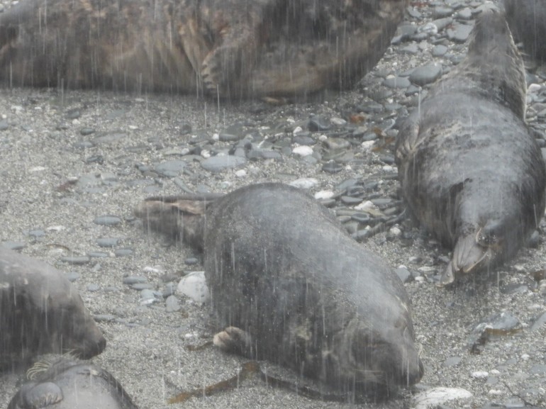 Photo of seals grimacing during hammering rain shower