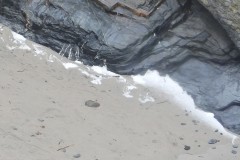 Photo of hail on seal haul out beach