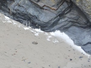 Photo of hail on seal haul out beach