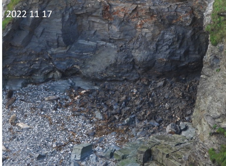 Photo of seal haul out after rockfall